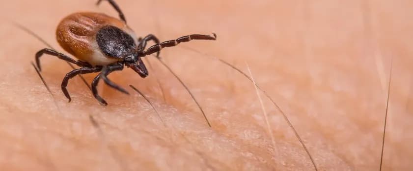 Ugryzienie kleszcza: kiedy koniecznie udać się do lekarza?